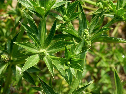 假芫茜