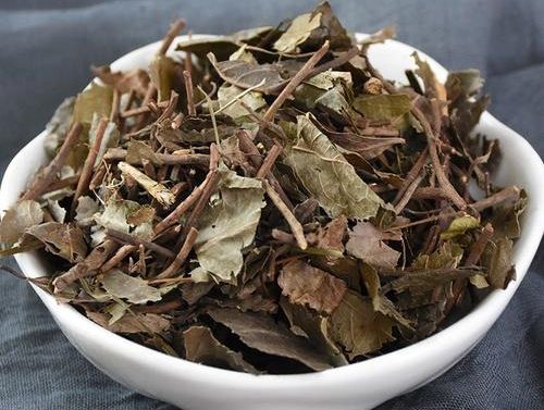 矮地茶